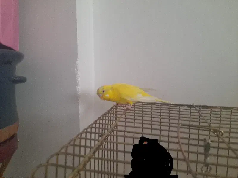 مرغ عشق|پرنده|محمدیه-قزوین, |دیوار