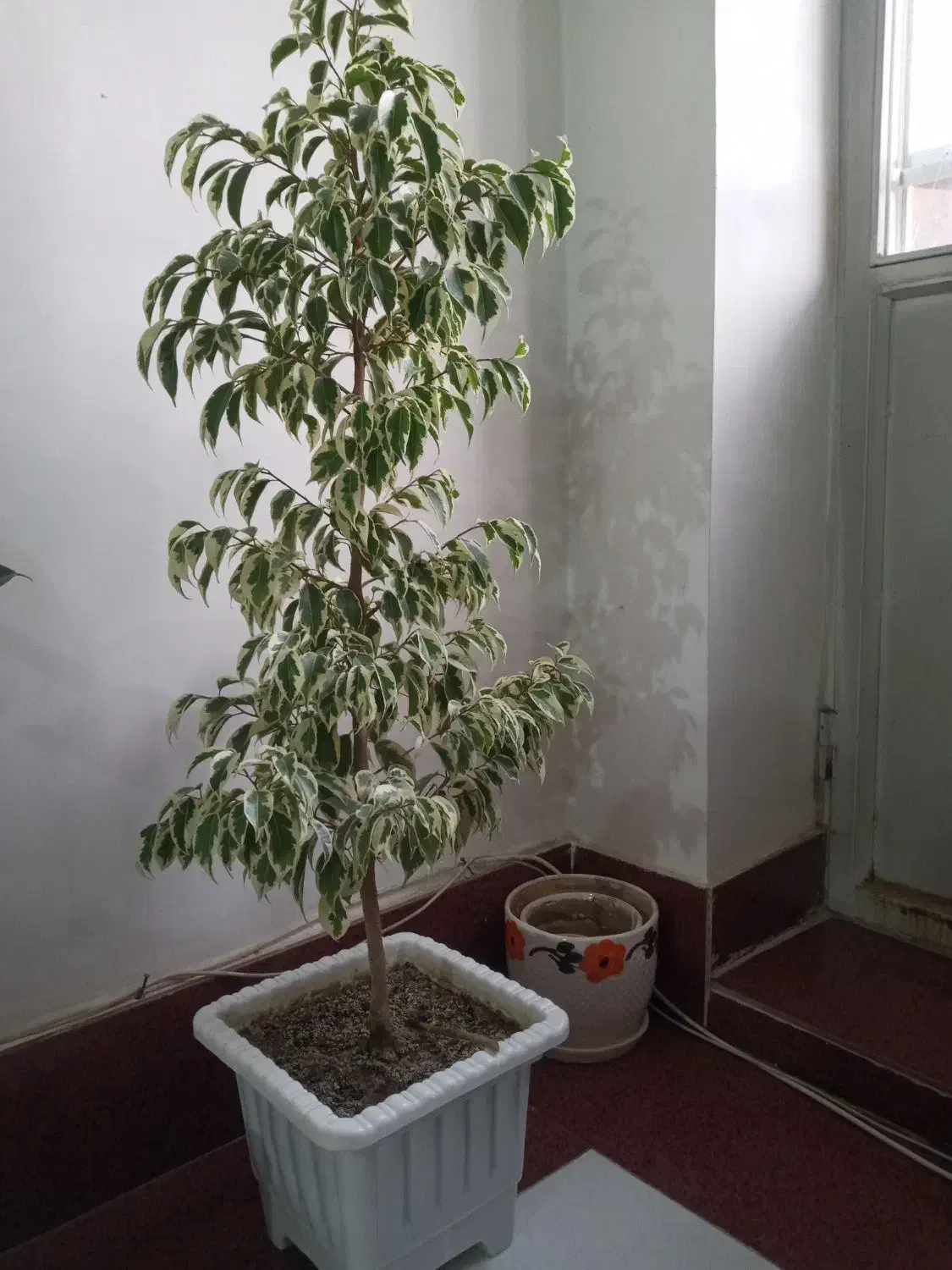 گل بنجامین در انواع سایز|گل و گیاه طبیعی|ارومیه, |دیوار