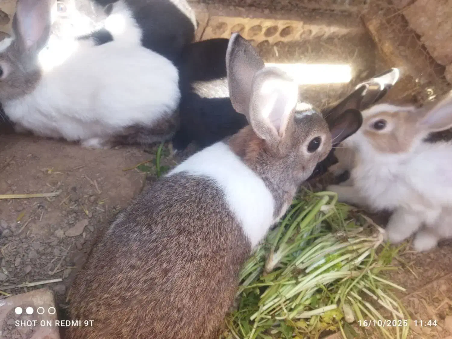 خرگوش|موش و خرگوش|فولادشهر, مسکن مهر فولادشهر|دیوار