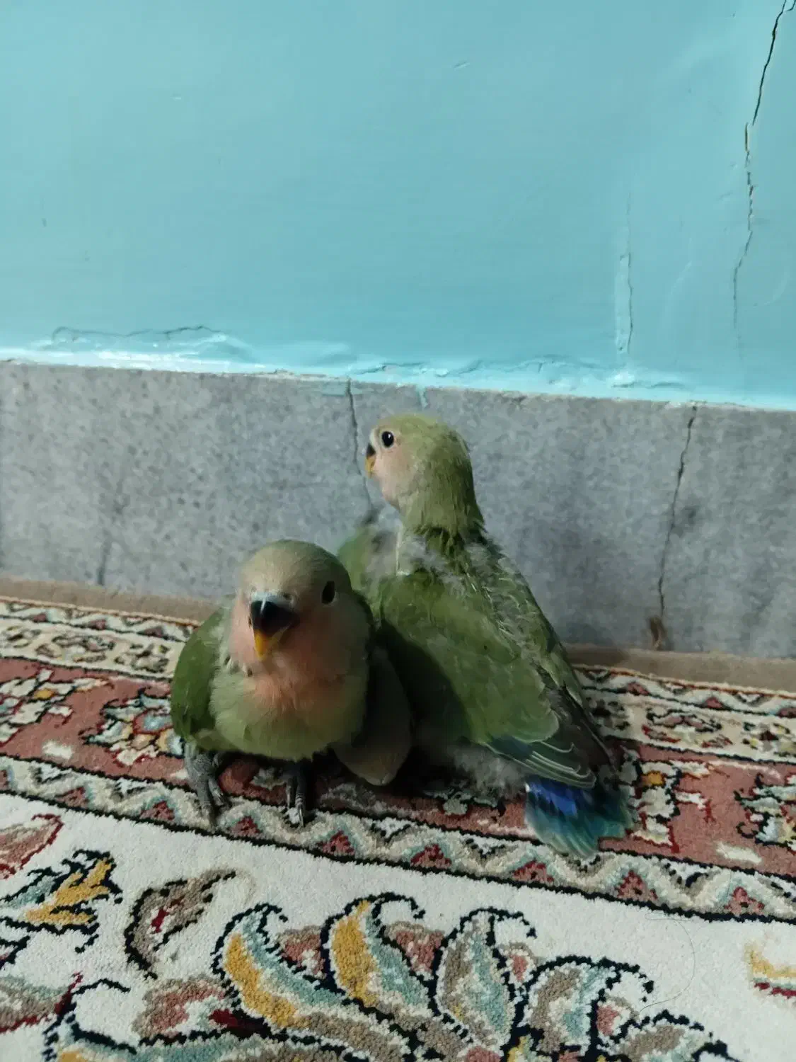 جوجه طوطی برزیلی|پرنده|ری, دیلمان|دیوار