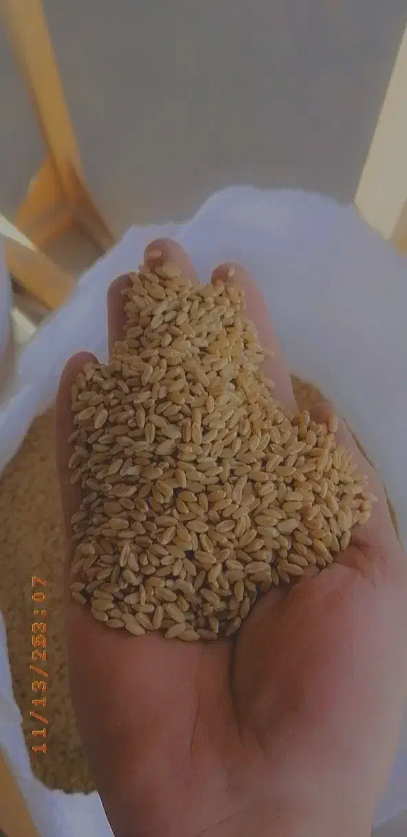 گندم برات بذری درجه یک یک|خدمات باغبانی و درختکاری|شوشتر, |دیوار