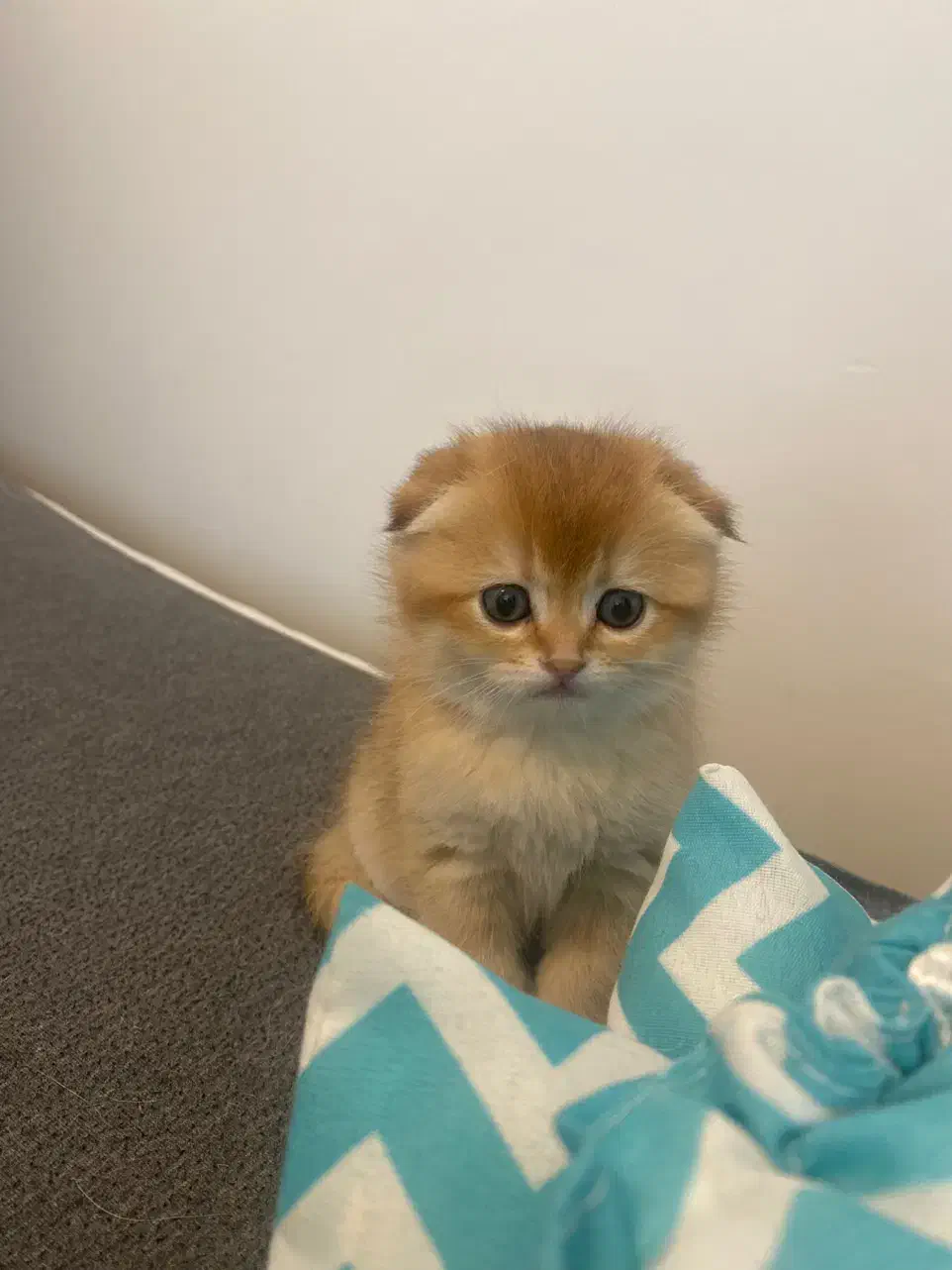 گربه اسکاتیش ماده و بریتیش نر|گربه|پردیس, فاز ۱۱|دیوار