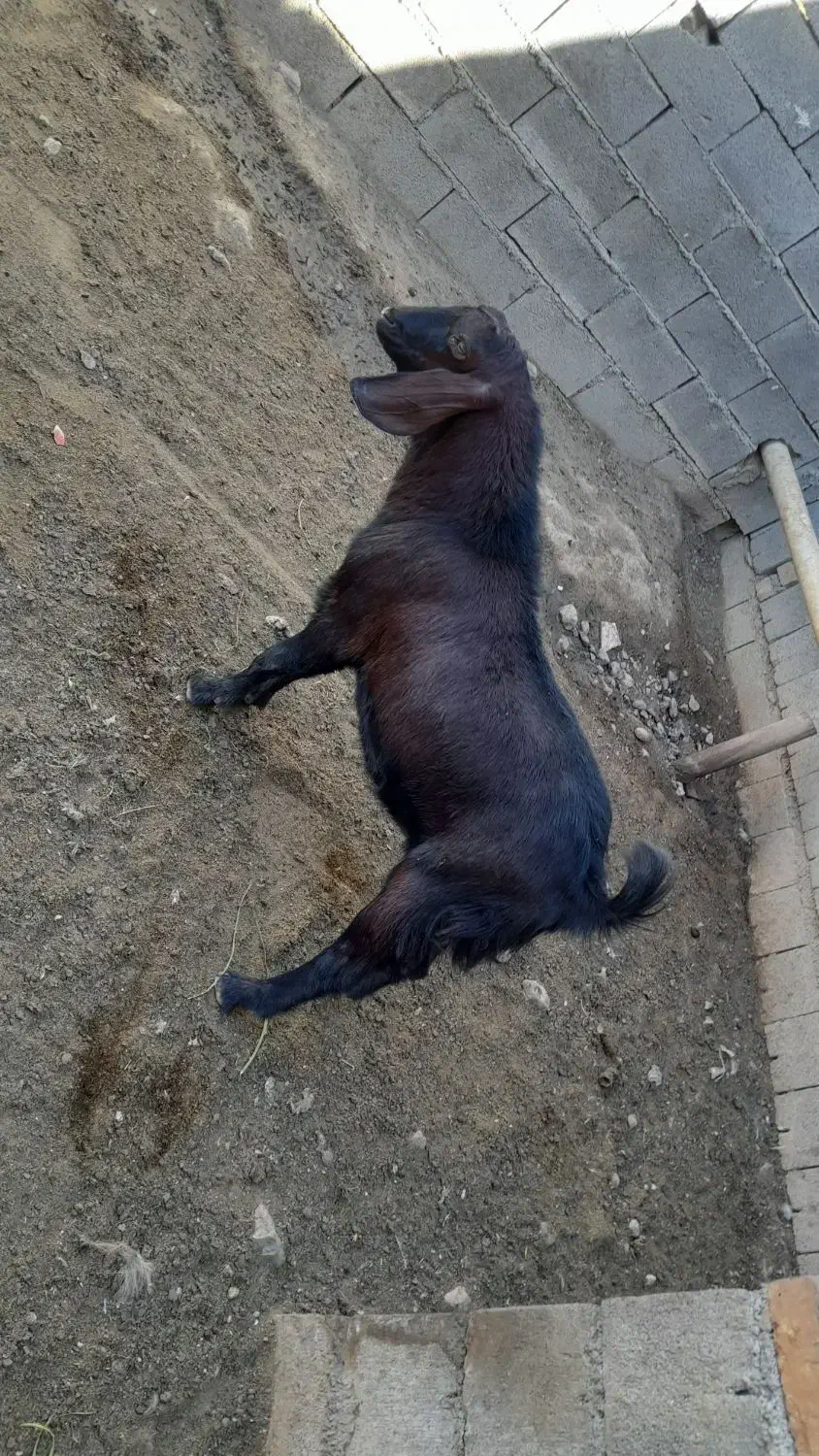 بزغاله نر صلاصه|حیوانات مزرعه|بیستون, |دیوار