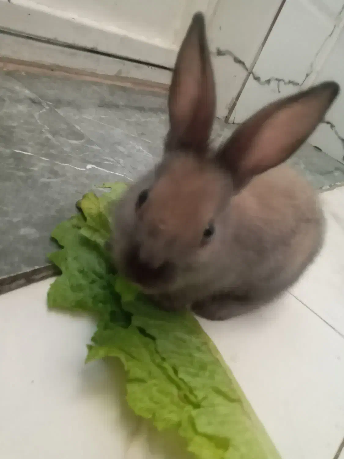 خرگوش|موش و خرگوش|اهواز, بهارستان|دیوار