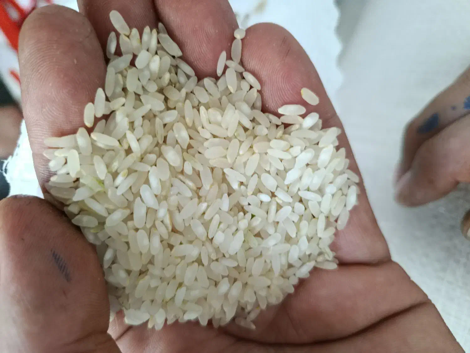 برنج درجه یک کامفیروزی|خوردنی و آشامیدنی|شیراز, شهرک سعدی|دیوار