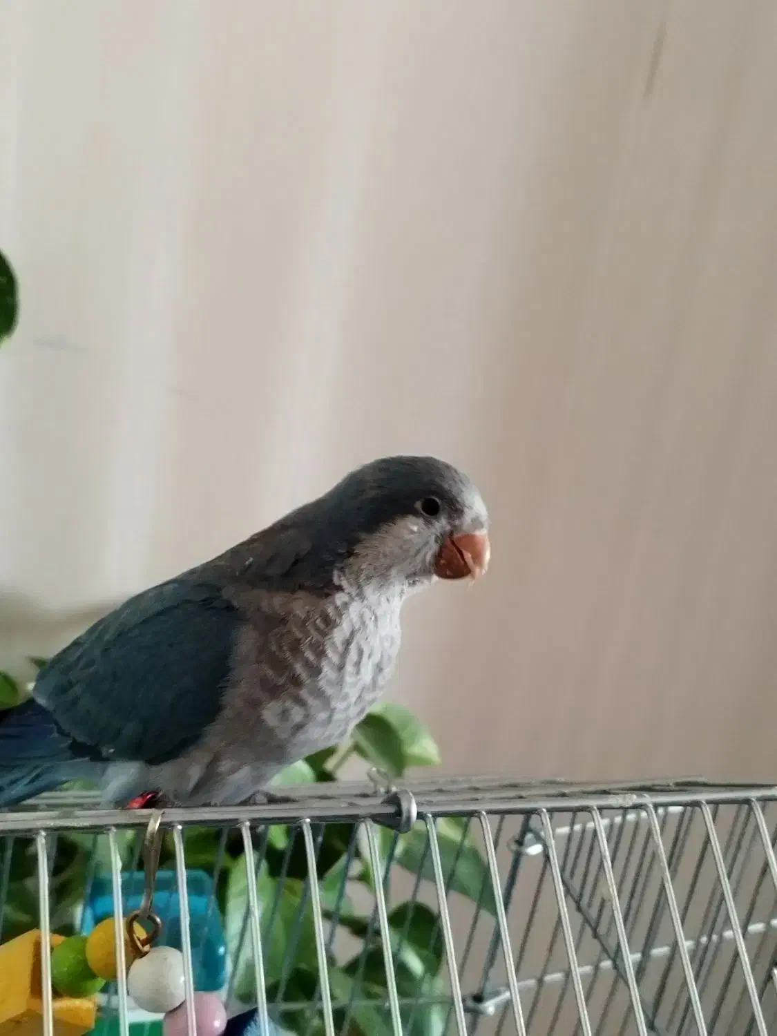 راهب ابی|پرنده|فولادشهر, فولادشهر|دیوار