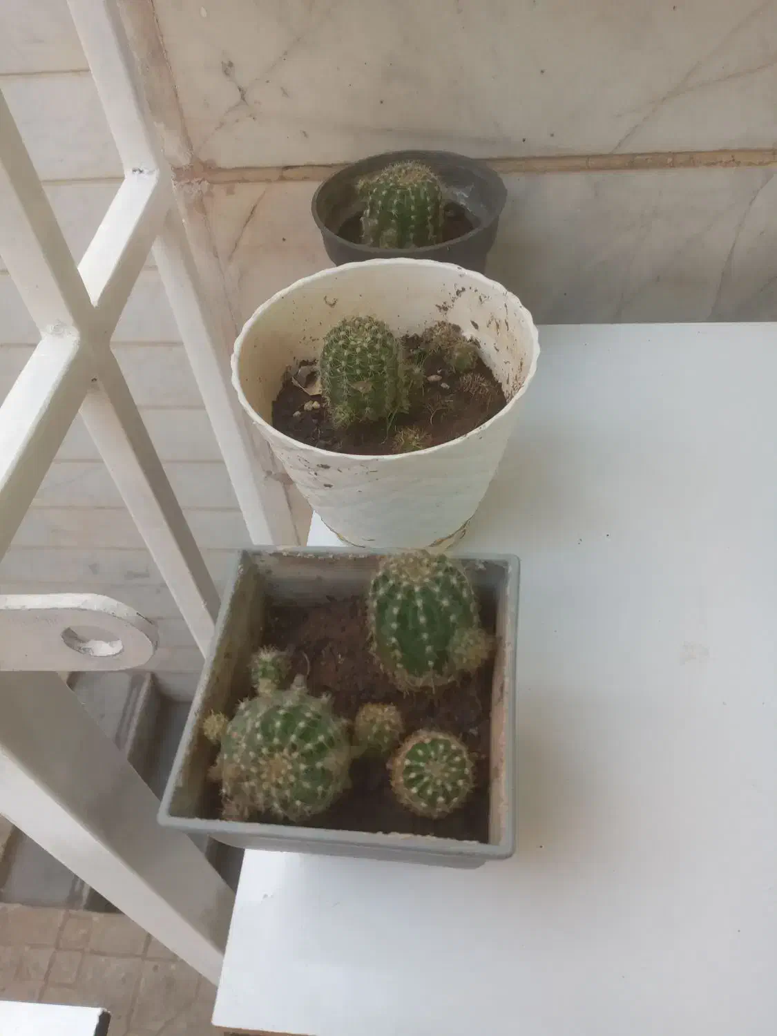 گلدان گل شمعدانی ، پدیلانتوس ، و کالانگوئه|گل و گیاه طبیعی|تهران, تهرانپارس غربی|دیوار