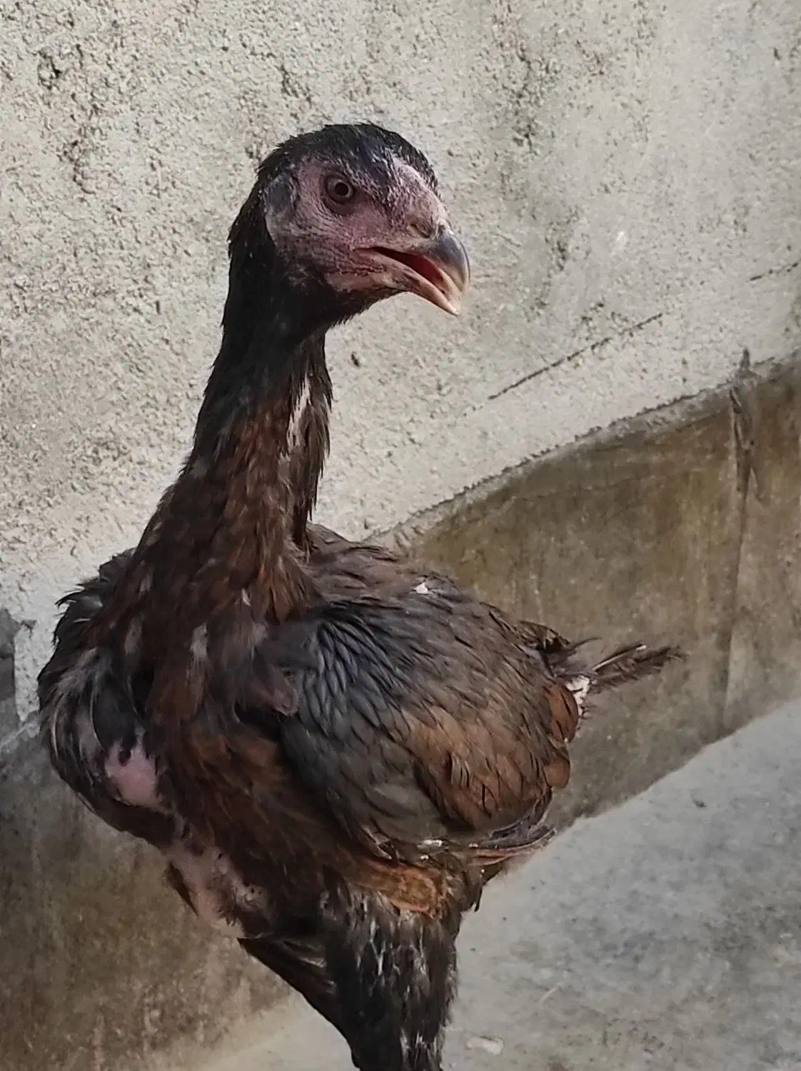 مرغ لاری و سیاه|حیوانات مزرعه|چناران, |دیوار