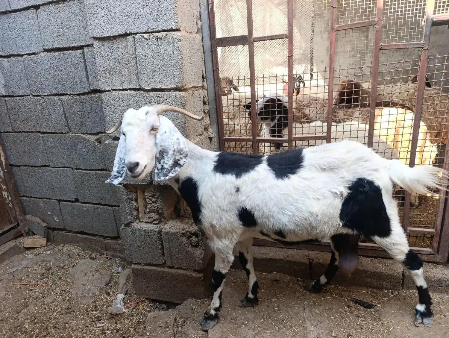 بزغاله|حیوانات مزرعه|بندر ماهشهر, |دیوار