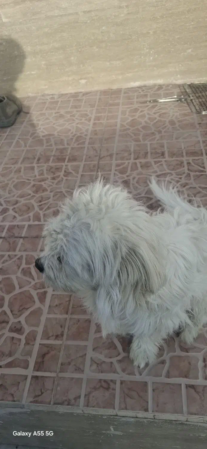 سگ پشمالو|سگ|شیراز, زرهی|دیوار