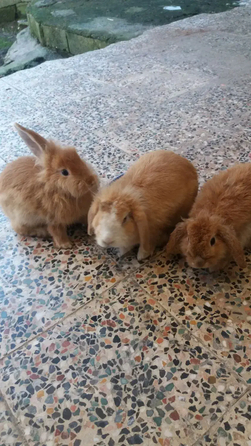 خرگوش لوپ سالم|موش و خرگوش|شیرگاه, |دیوار