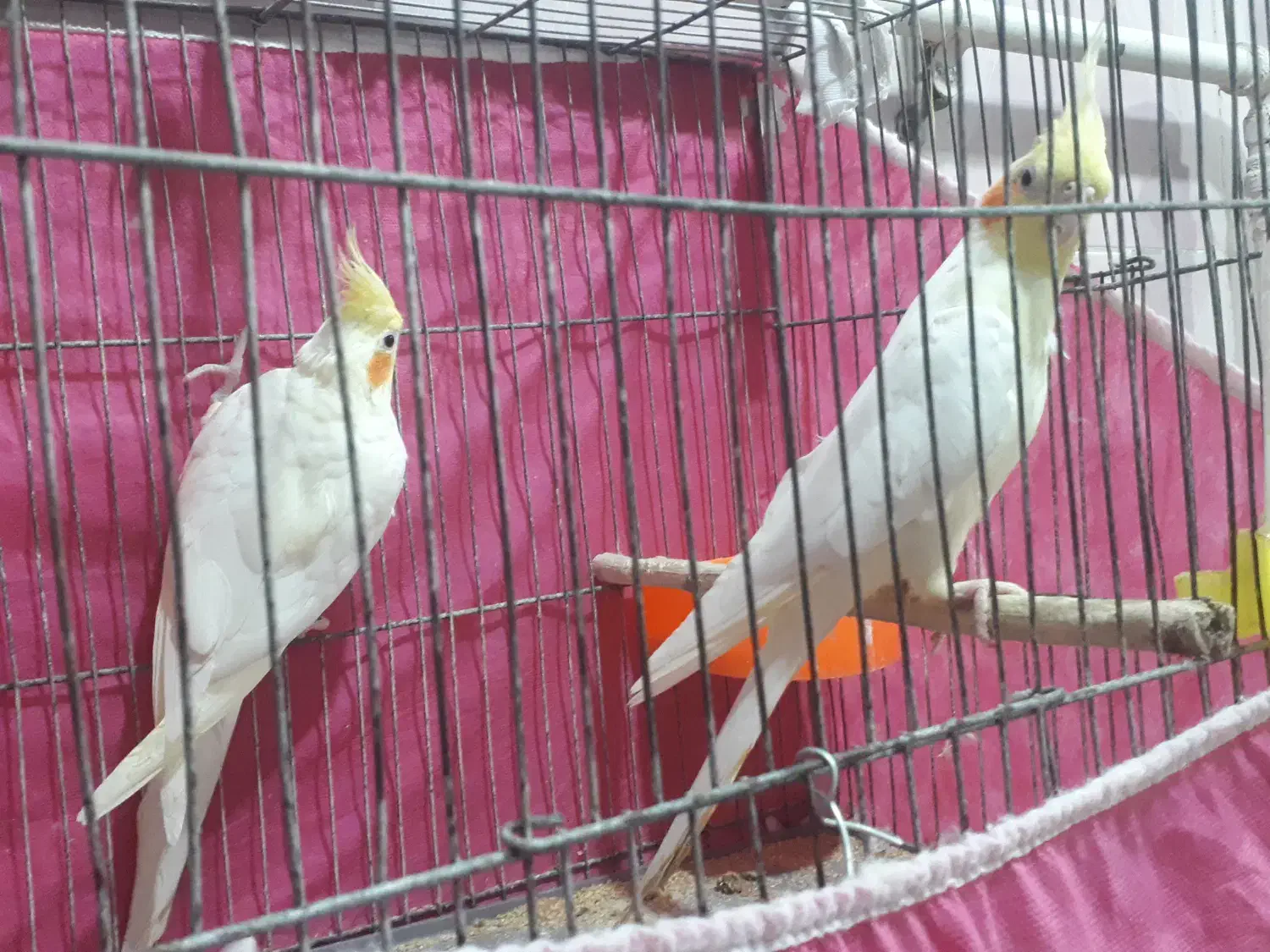 حمیدیه|پرنده|حمیدیه, |دیوار