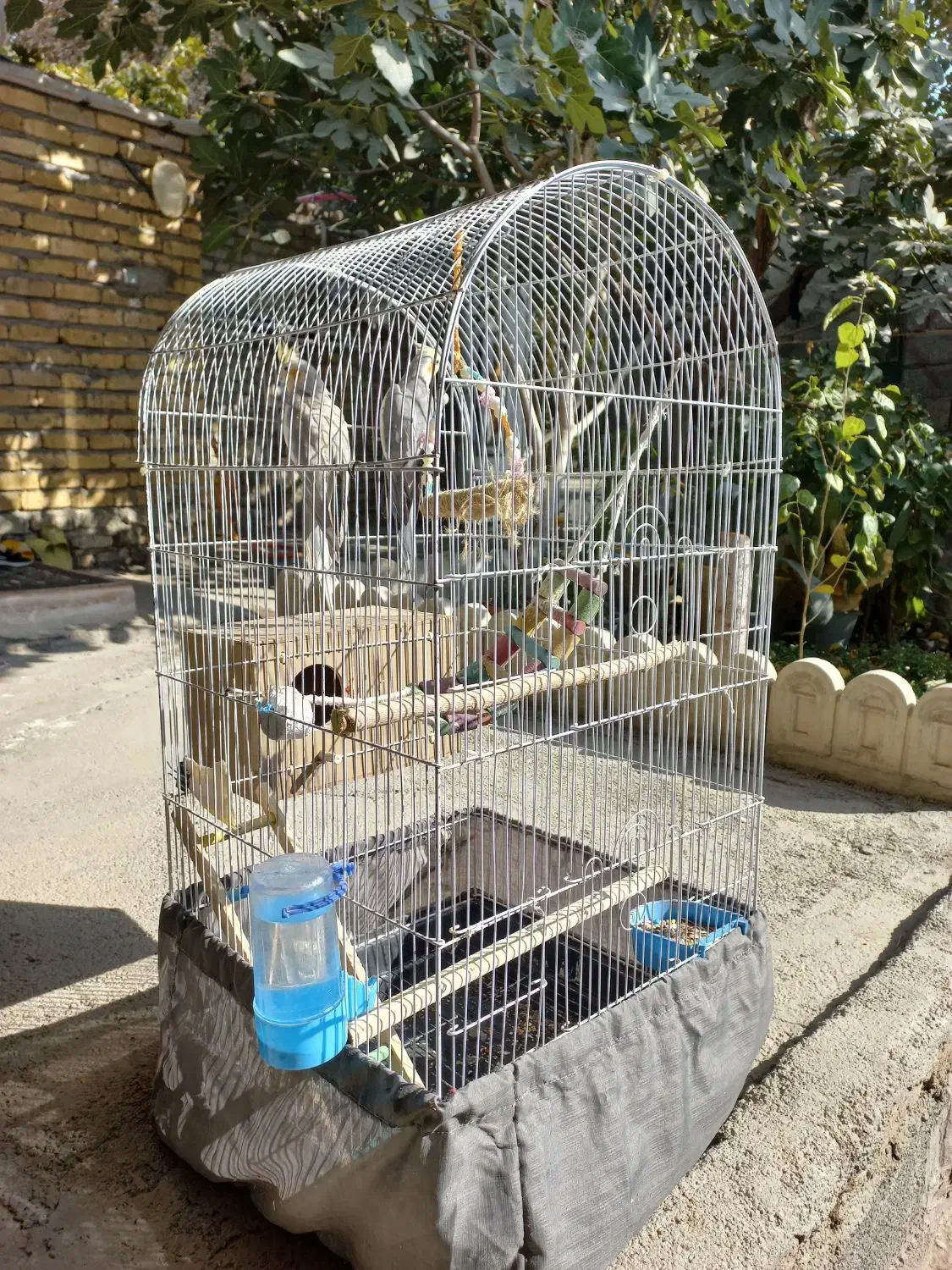 فروش یه جفت عروس هلندی|پرنده|رباطکریم, انجم آباد|دیوار