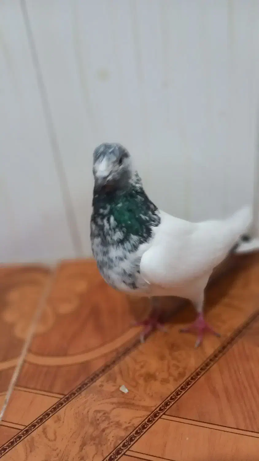 ماده تهرانی|پرنده|چگنی, |دیوار