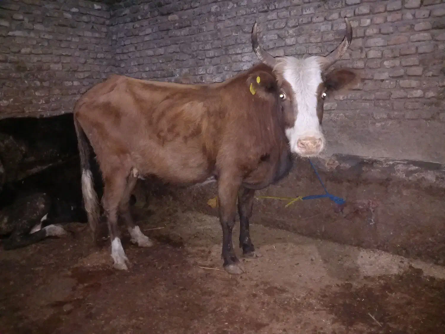 گاو|حیوانات مزرعه|گرگان, |دیوار