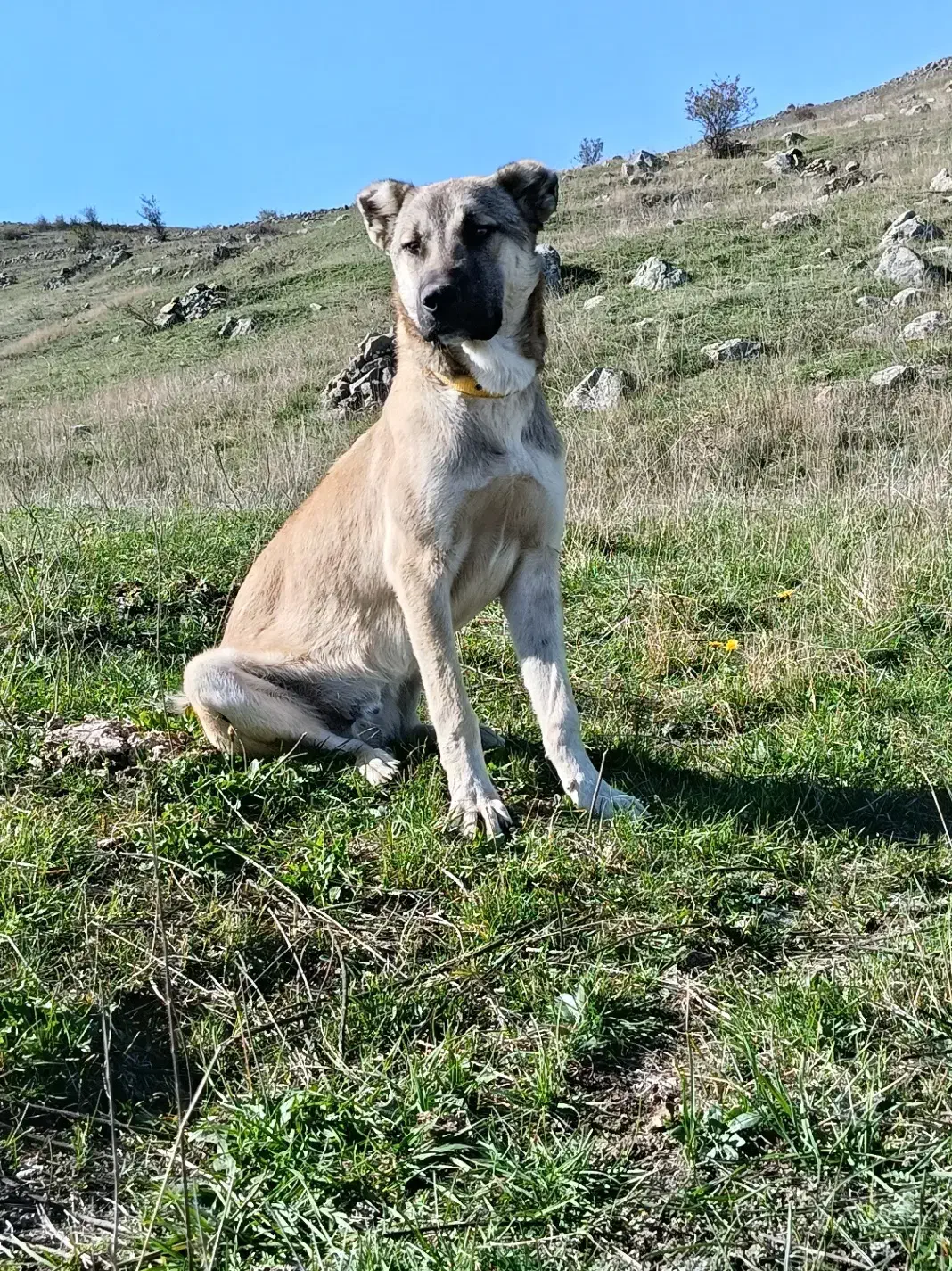 معاوضه توله 6ماهه|سگ|سرعین, |دیوار