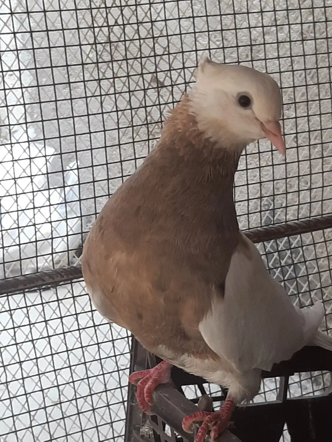 کبوتر طوقی کرمانشاهی|پرنده|بندر دیر, |دیوار