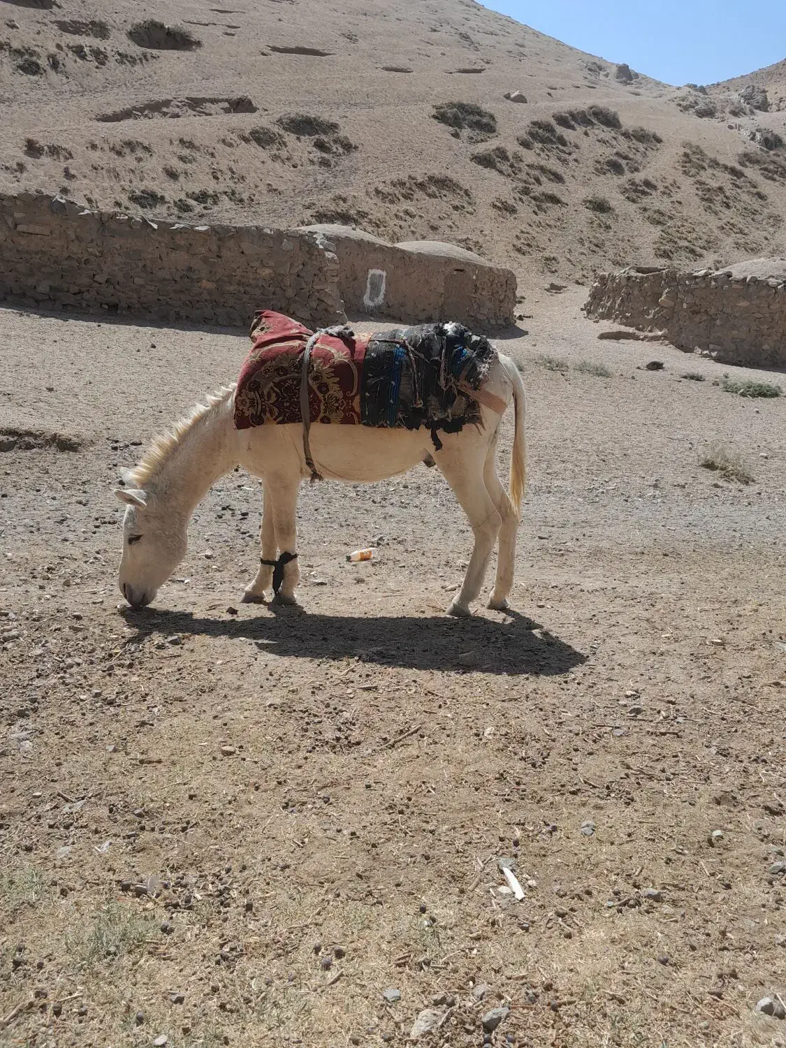 نر خر گله گی به شرط|حیوانات مزرعه|تربت جام, رضاآباد|دیوار