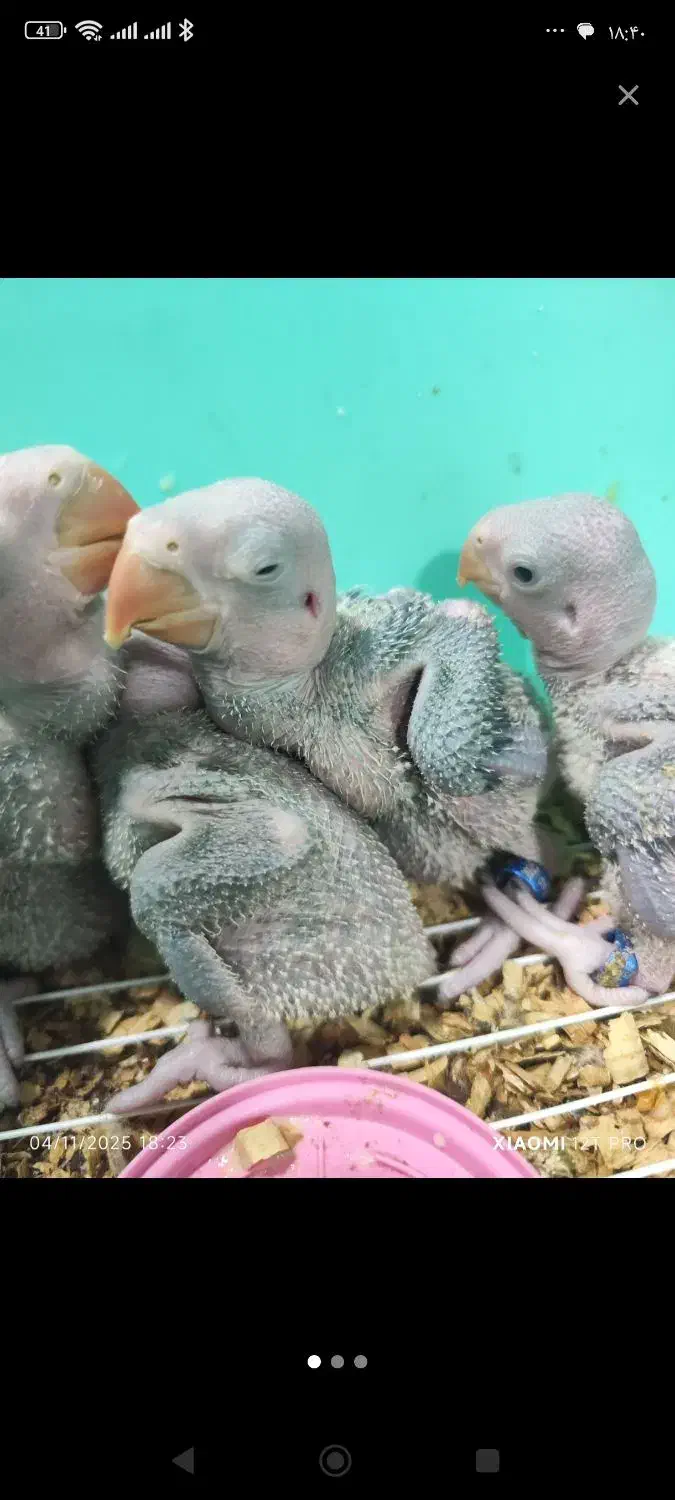 جوجه شاه طوطی|پرنده|اهواز, کوی جواهری|دیوار