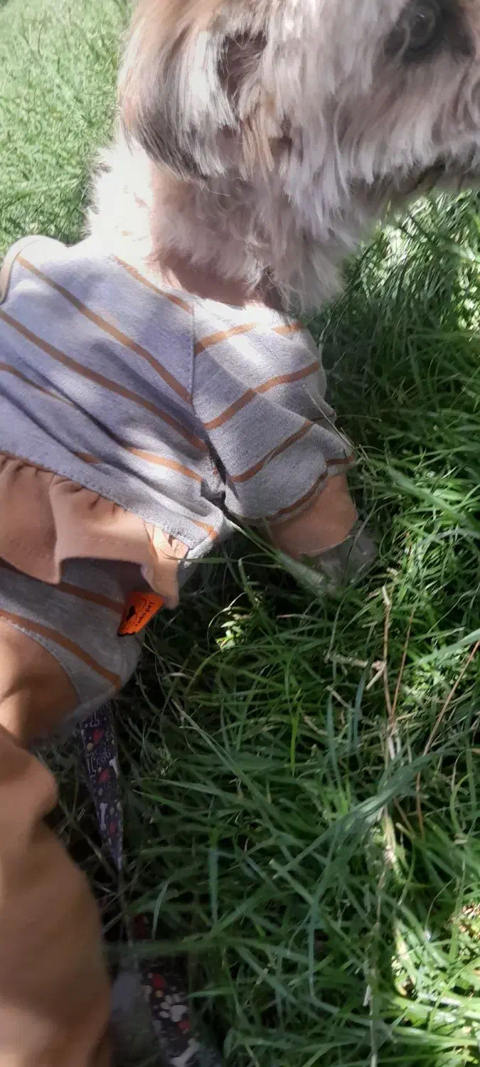 سگ پاکوتاه|سگ|بیرجند, |دیوار