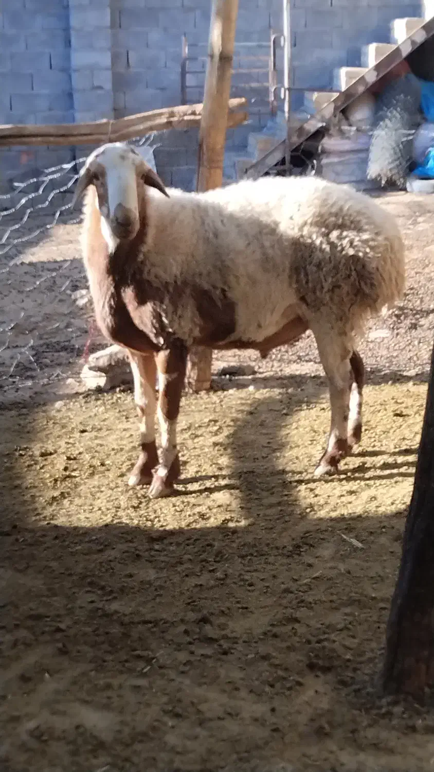 1234|حیوانات مزرعه|دینور, |دیوار