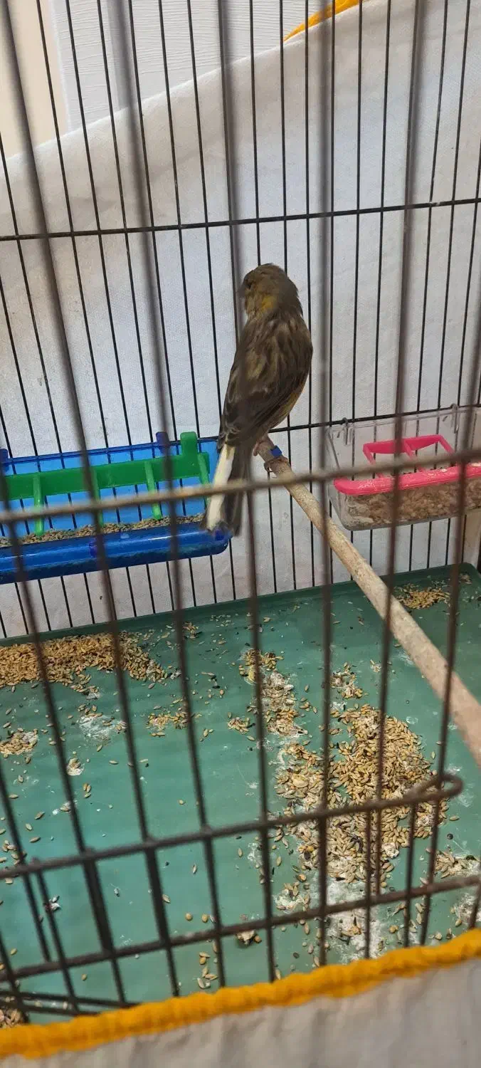 قناری ماده|پرنده|قدس, شهرک فرزان|دیوار