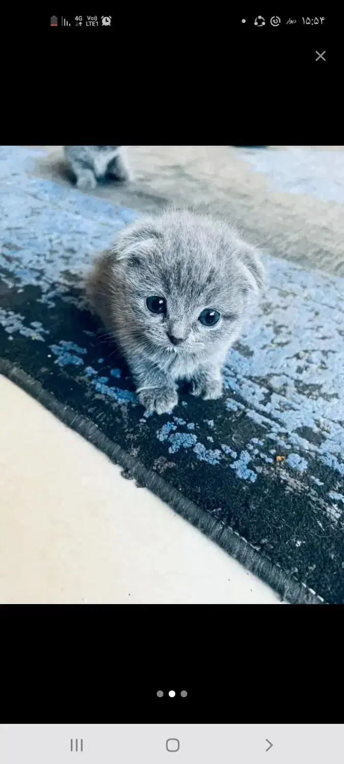 گربه اسکاتیش فولد|گربه|کرمان, |دیوار