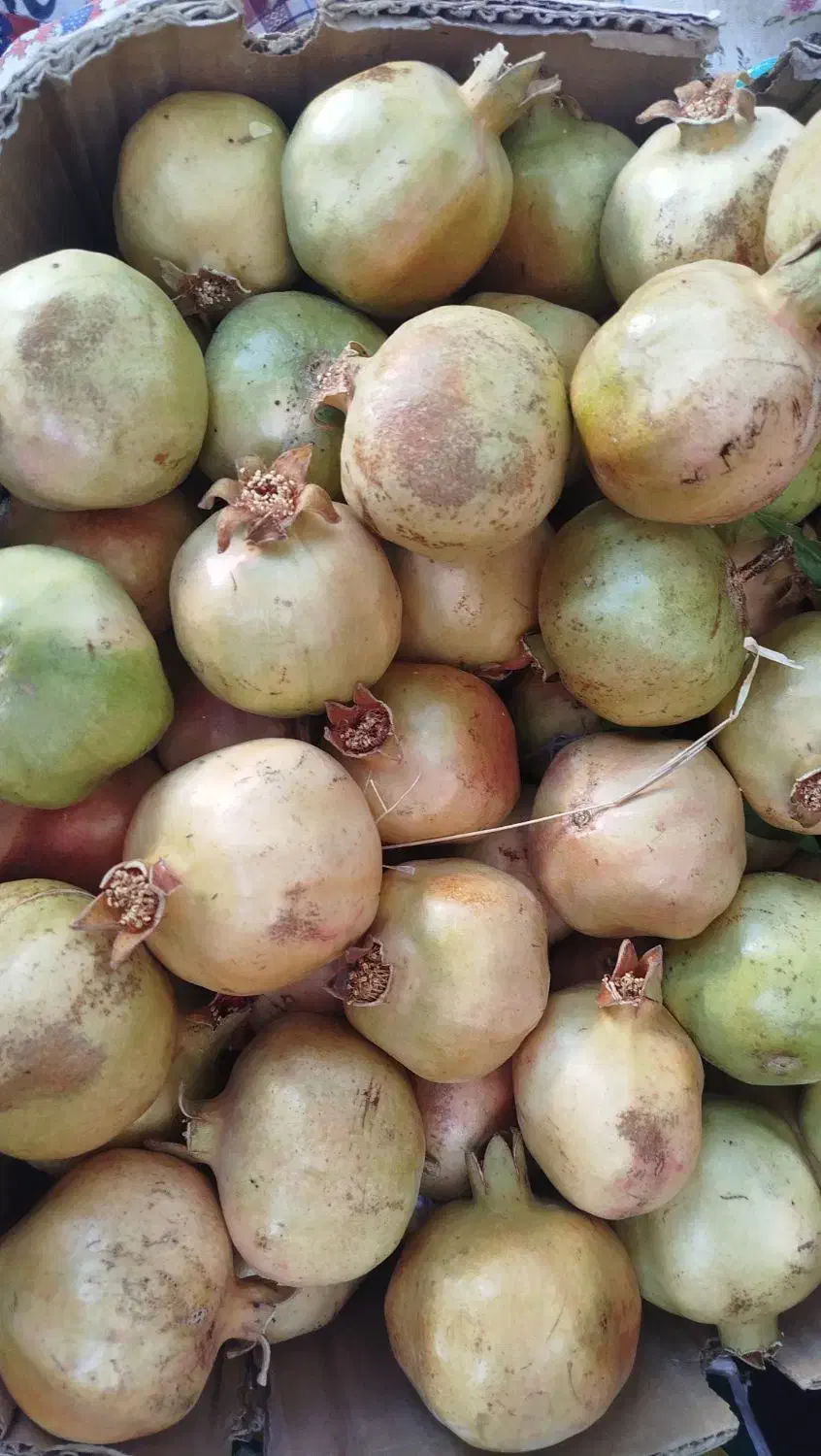 رب انار خانگی|خوردنی و آشامیدنی|شیراز, صاحب الزمان|دیوار