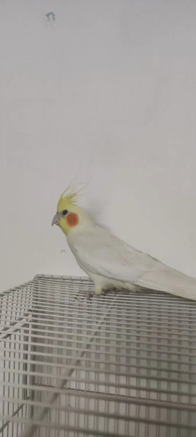 فروش عروس هلندی|پرنده|خوسف, |دیوار