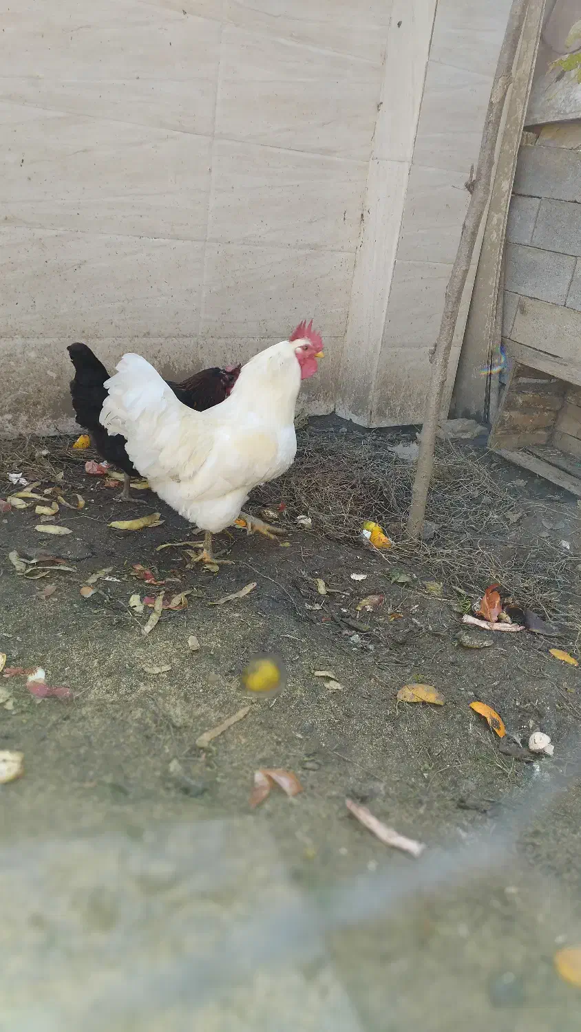 خروس محلی سفید اصل|حیوانات مزرعه|بابل, |دیوار