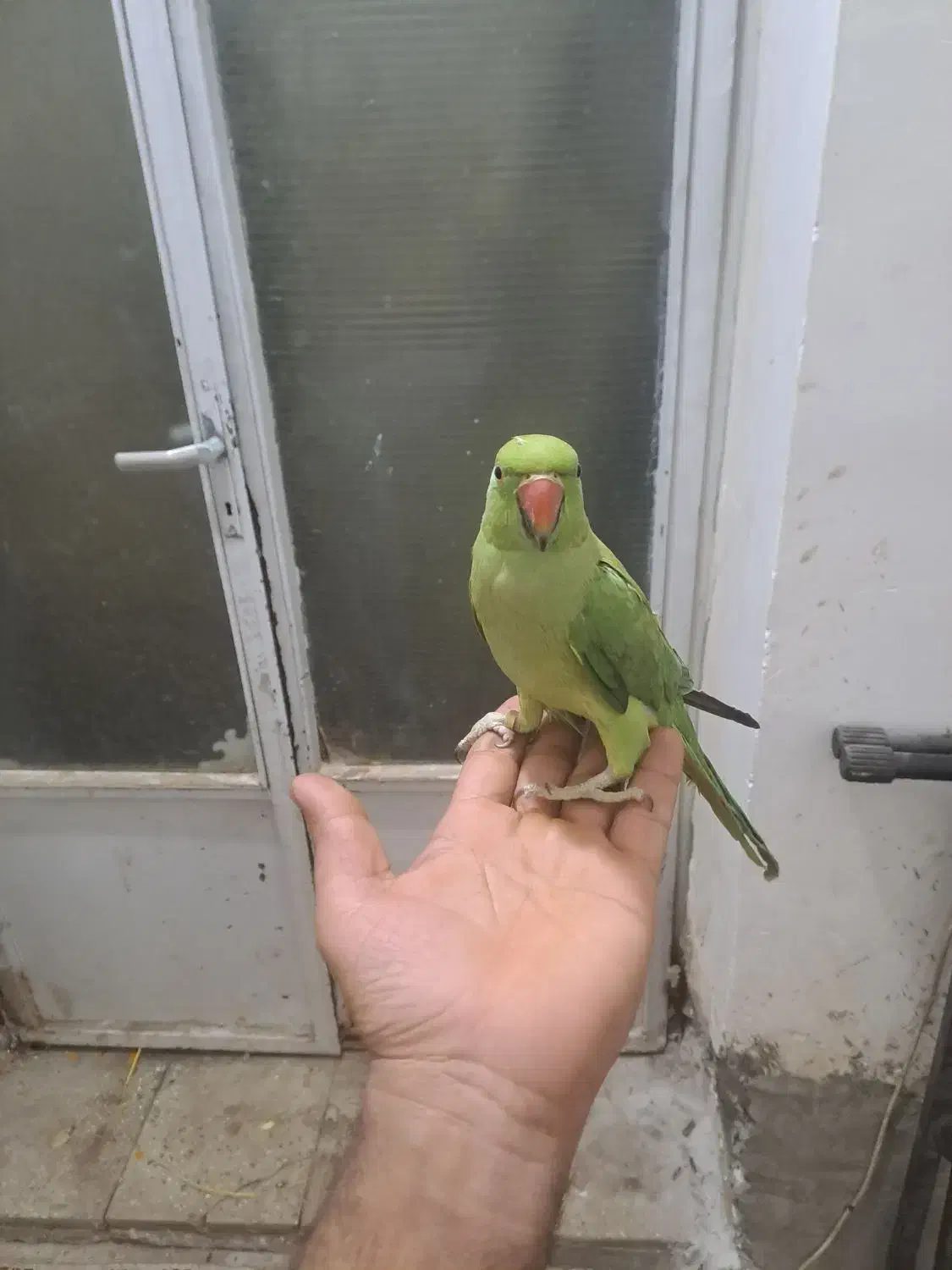 طوطی ملنگو دستی فول|پرنده|میبد, |دیوار