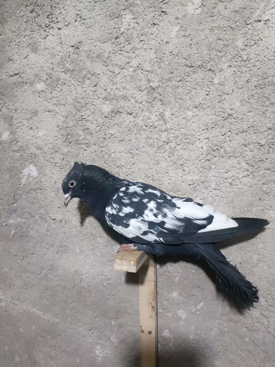 کبو.تر|حیوانات|قوچان, |دیوار