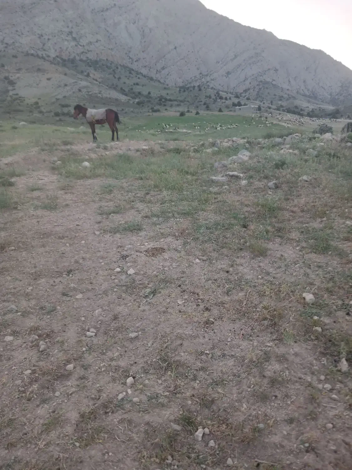 اسب|اسب و تجهیزات اسب‌سواری|شیروان (خراسان), |دیوار