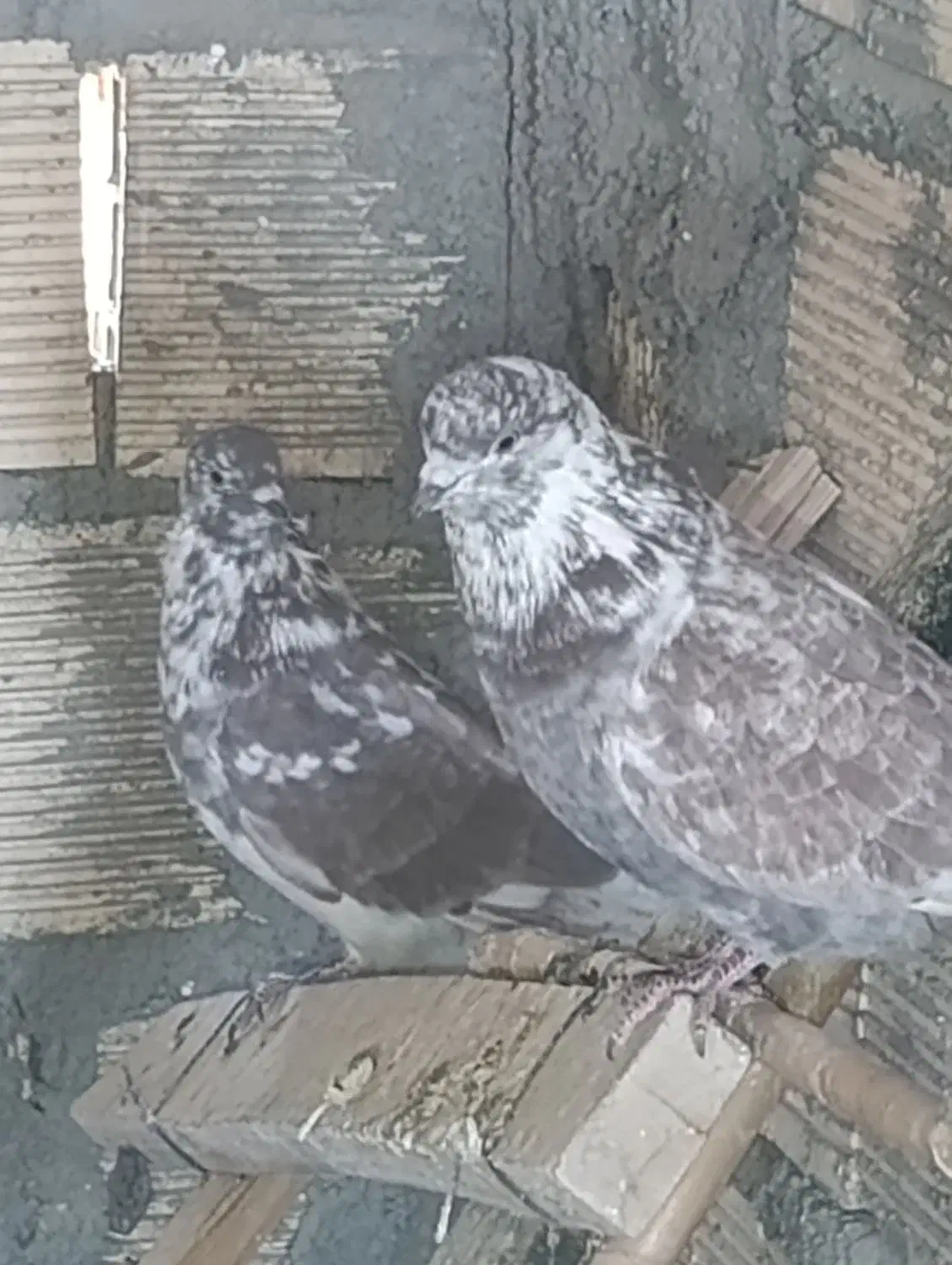 کبوتر گرگی خال قدیم|پرنده|کوهدشت, |دیوار