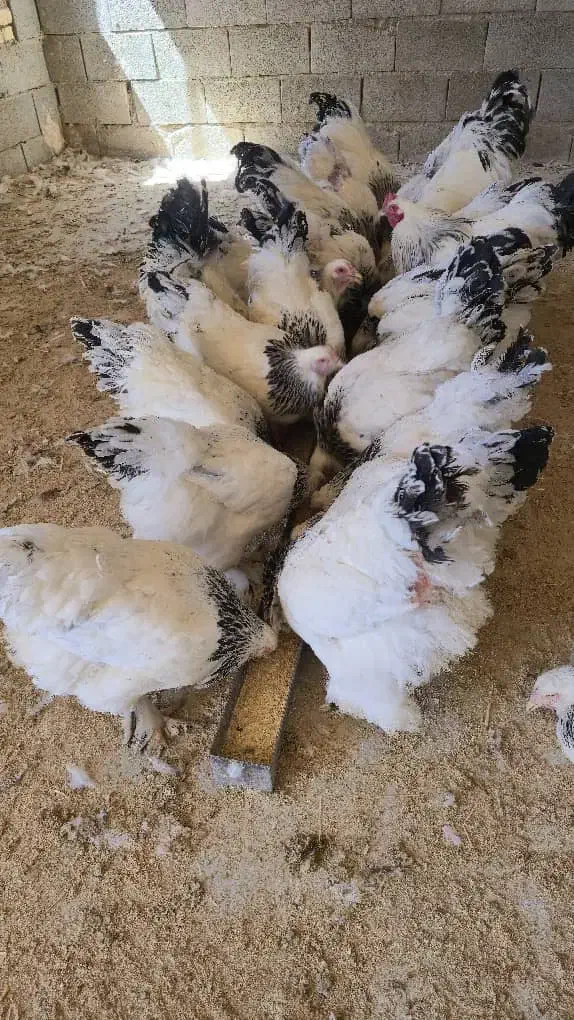 مرغ برهما|حیوانات مزرعه|اصفهان, گورت|دیوار