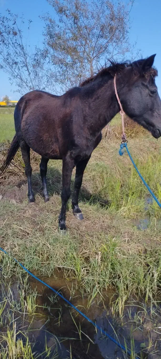 دو راس مادیان مشکی و سیانیله|اسب و تجهیزات اسبسواری|پرهسر, |دیوار