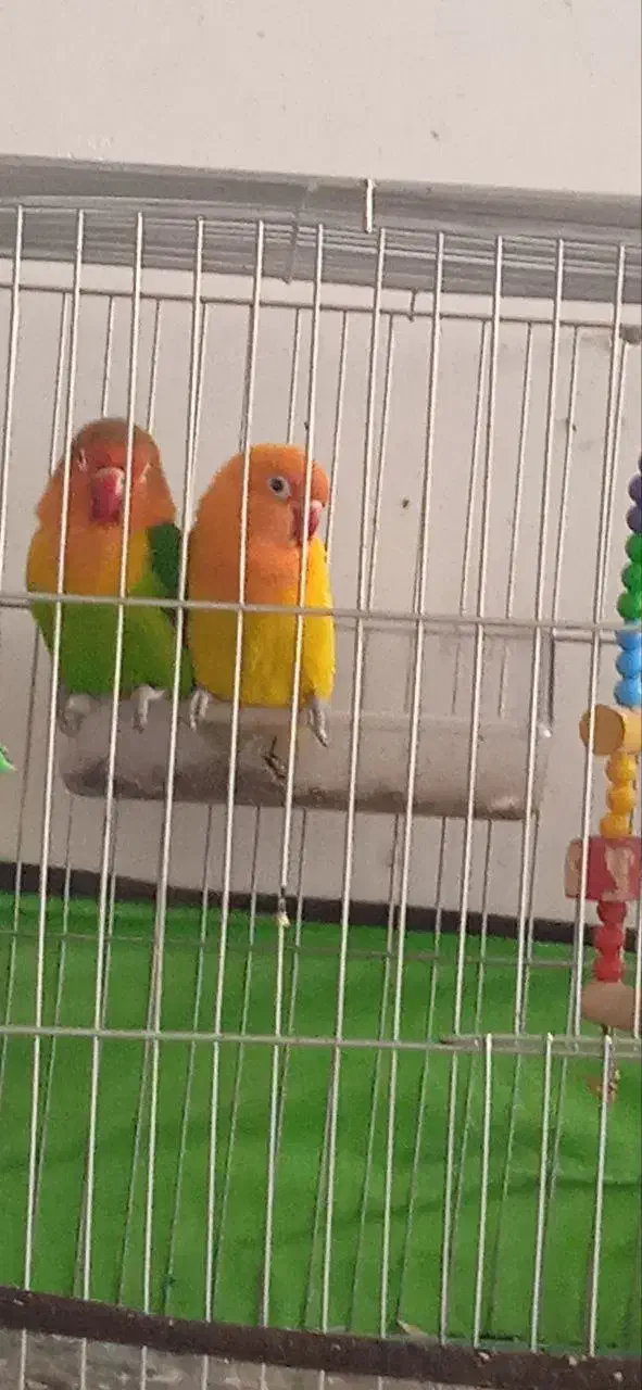 طوطی|پرنده|میاندوآب, |دیوار