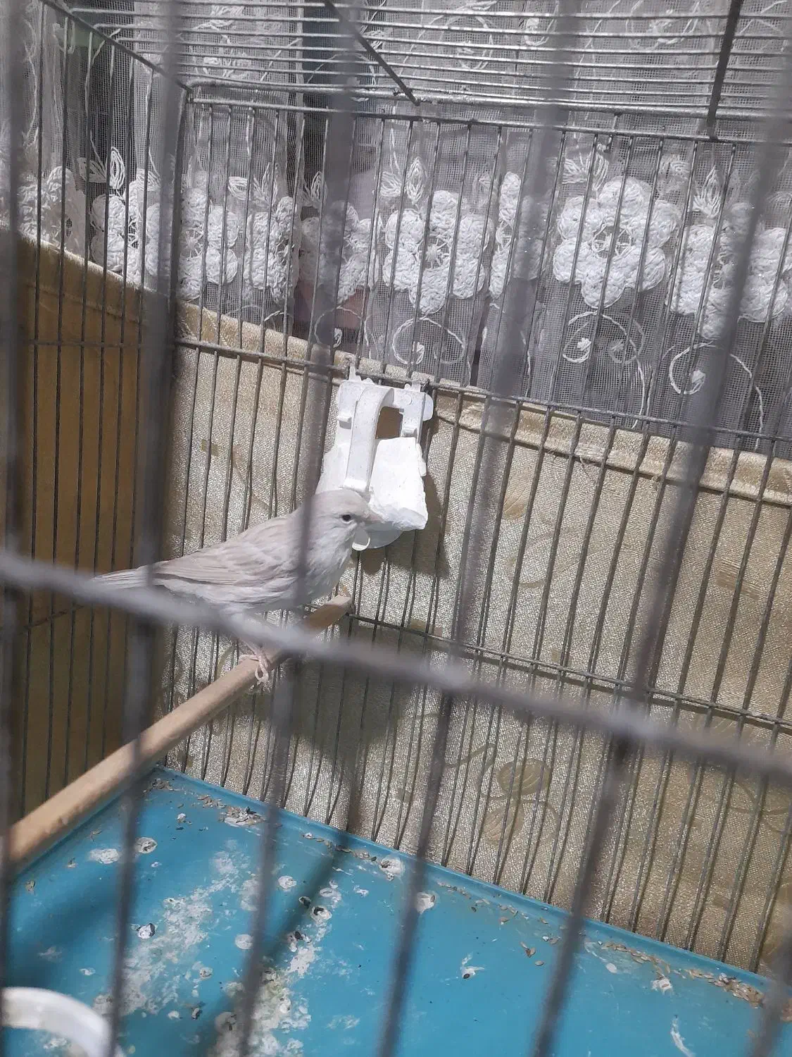 قناری|پرنده|محمدشهر, شهرک پیام (مهرالبرز)|دیوار