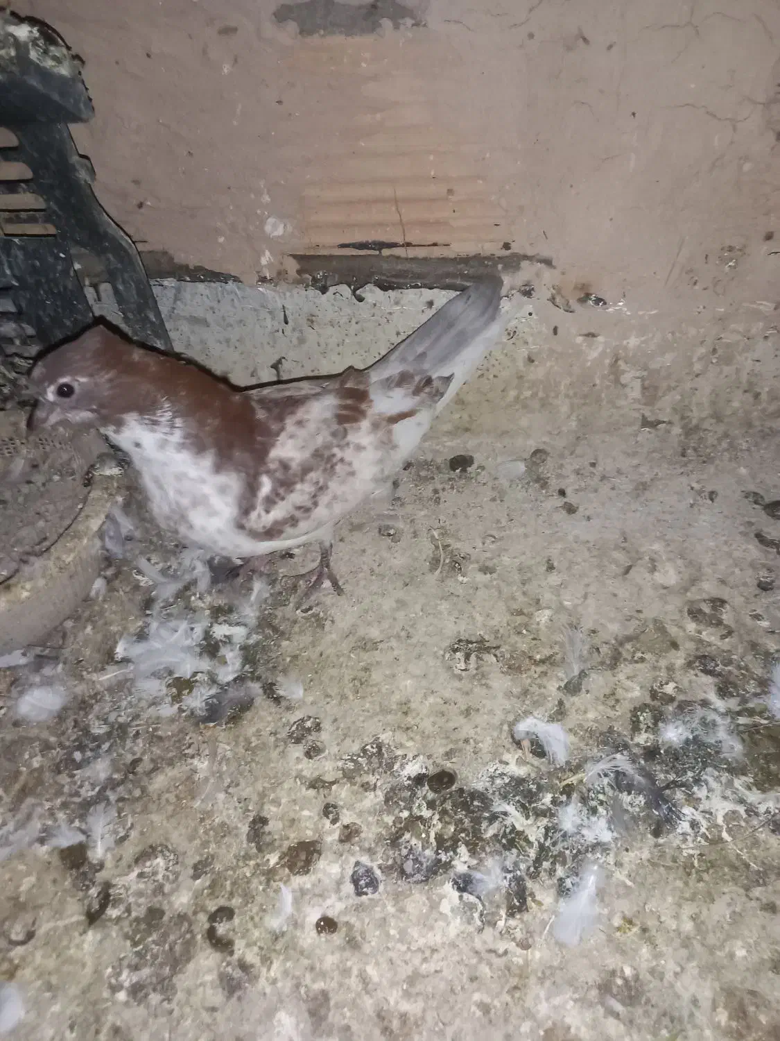 کبوترپرشی|پرنده|پاکدشت, پاکدشت (مامازند)|دیوار