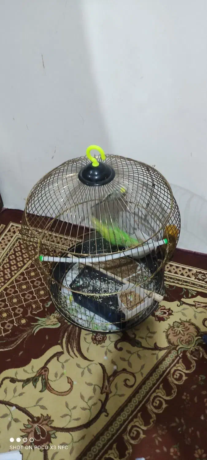 مرغ عشق|پرنده|تربت‌حیدریه, حسنی بالا|دیوار