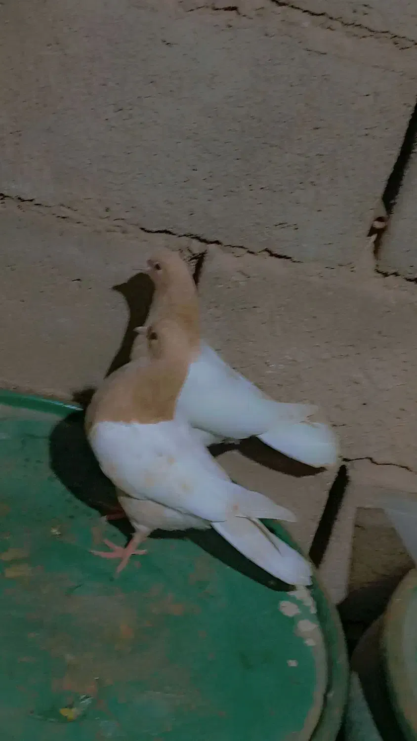 کبوتر|پرنده|بیرجند, |دیوار