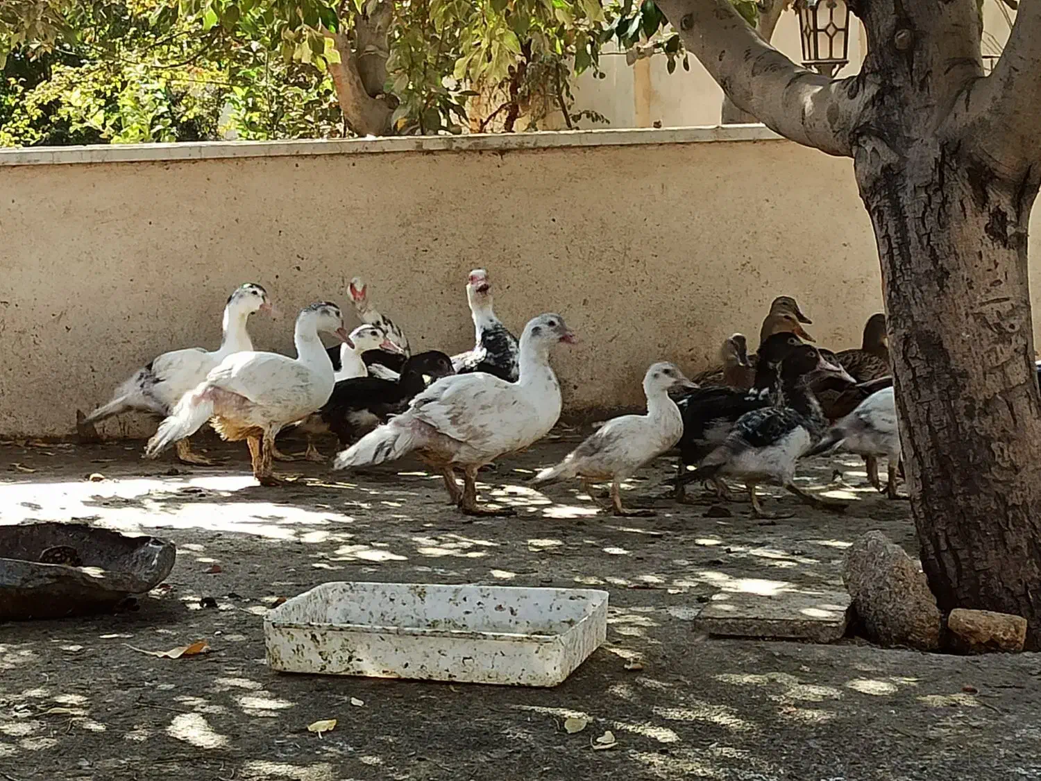 قوغاز خاکستری|حیوانات مزرعه|پیشوا, |دیوار