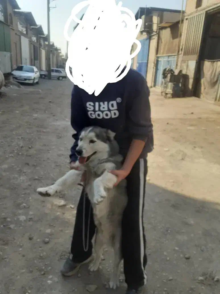 توله هاسکی|سگ|تهران, والفجر (افسریه)|دیوار