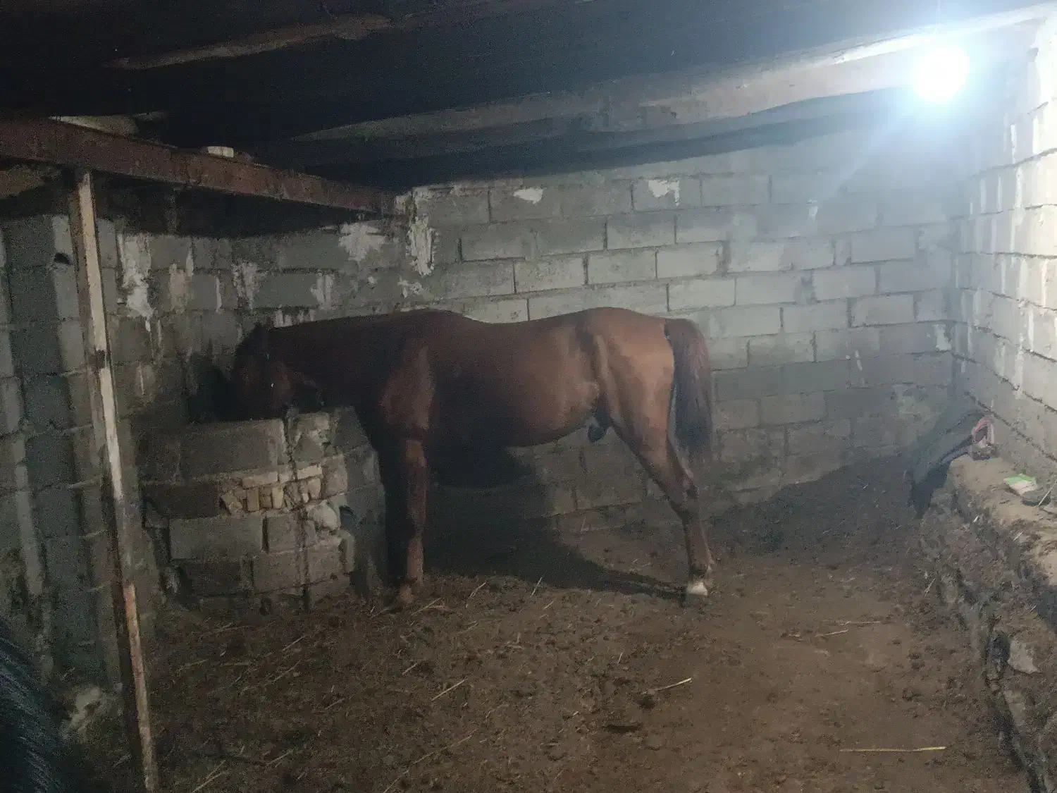 اسب نر ۴ساله|اسب و تجهیزات اسب‌سواری|نمین, |دیوار