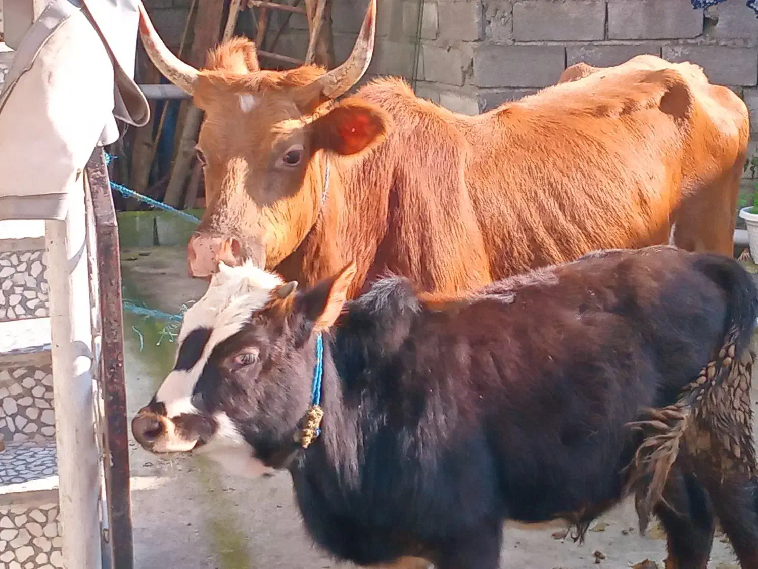 گاو باگوساله نر|حیوانات مزرعه|اطاقور, |دیوار