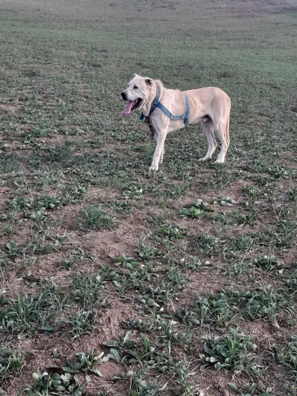 واگزاریعراقی|سگ|گرمی, |دیوار