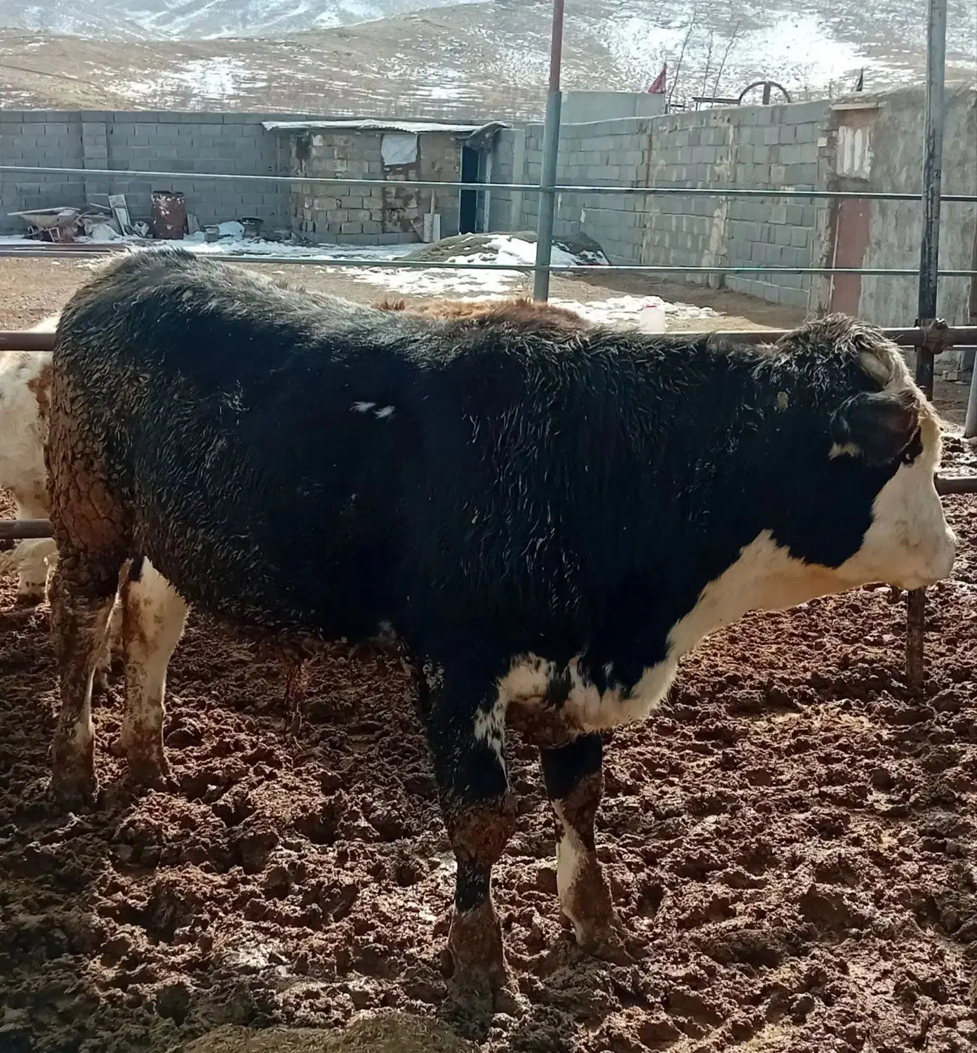 گوساله نر سیمینتال|حیوانات مزرعه|تهران, تهرانسر غربی|دیوار