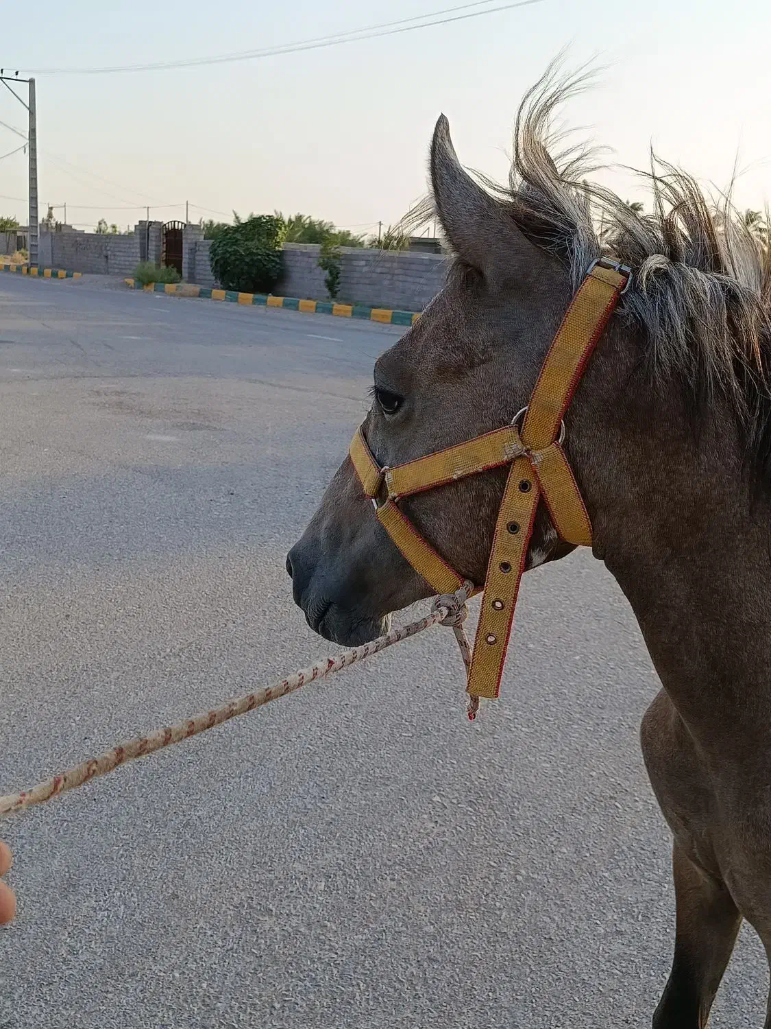 کره نریان فروشی|اسب و تجهیزات اسبسواری|گنبکی, |دیوار