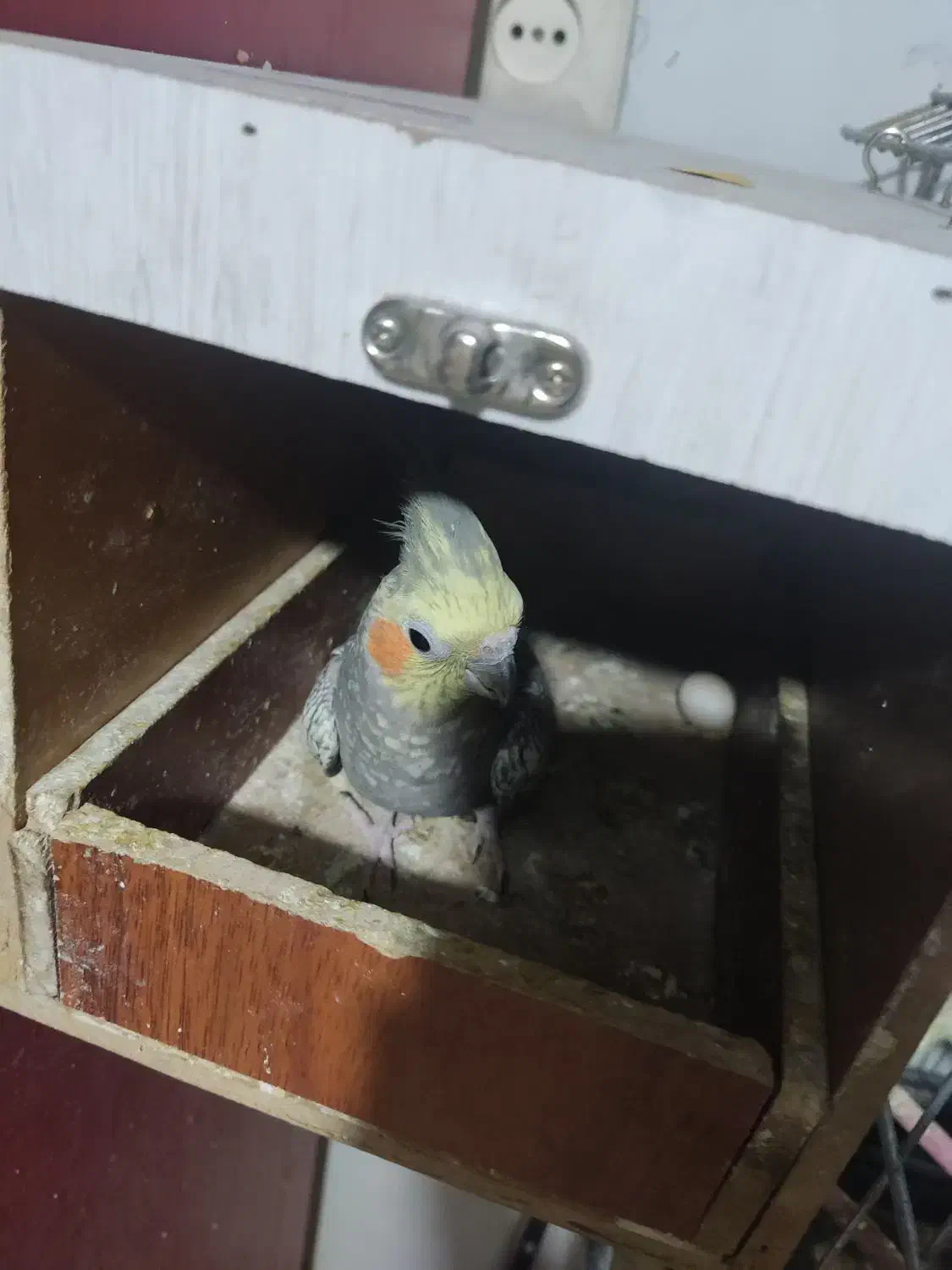 جفت مولد عروس هلندی به همراه دو جوجه خودشون|پرنده|تهران, مسعودیه|دیوار