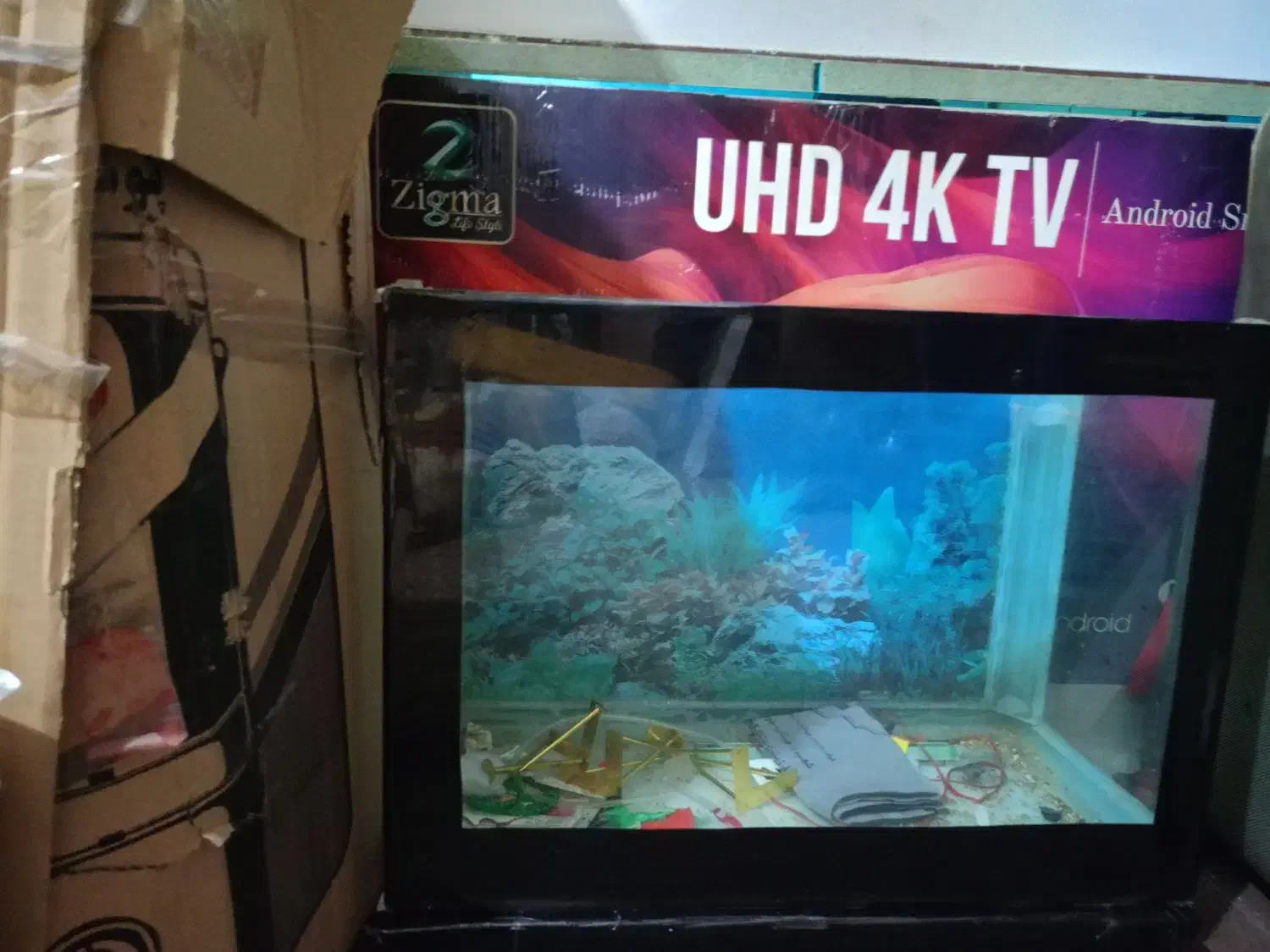 آکواریوم سالم|ماهی|میناب, |دیوار